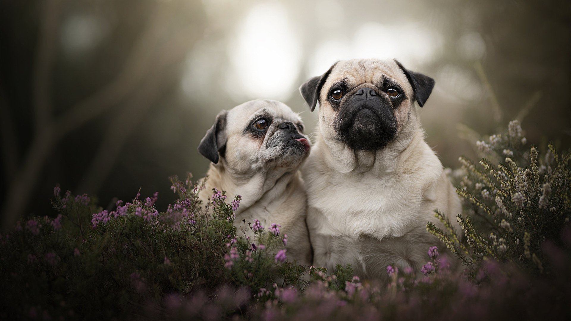 开云体育网页版入口-_铁人三项挑战极限：竞赛精彩瞬间集锦_，铁人三项比赛规则